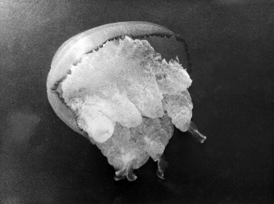 Jellyfish