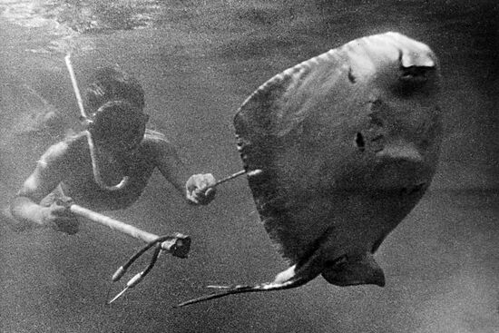 Diver