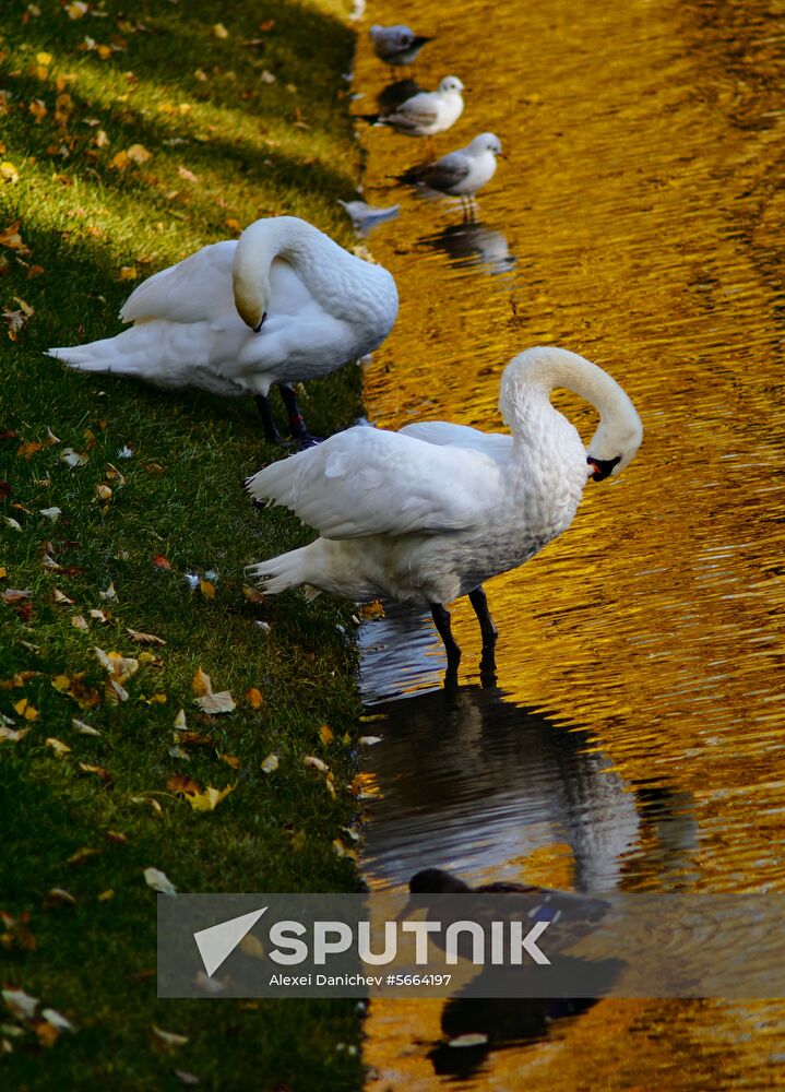 Russia Autumn