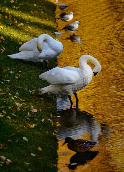 Russia Autumn