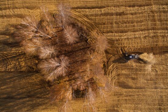 Russia Wheat Harvest