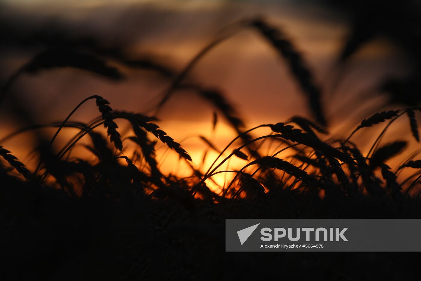 Russia Wheat Harvest