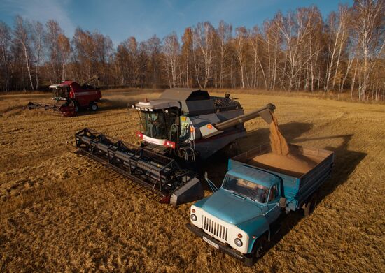 Russia Wheat Harvest