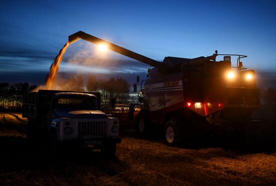 Russia Wheat Harvest