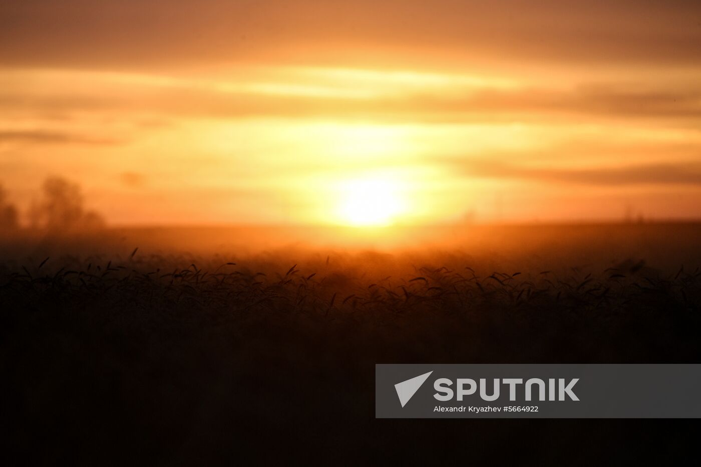 Russia Wheat Harvest