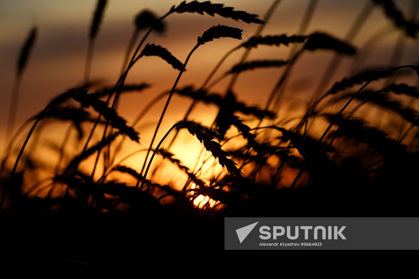 Russia Wheat Harvest