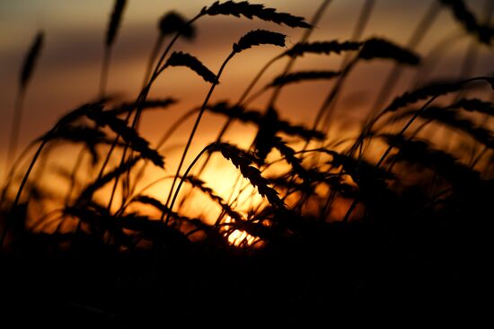 Russia Wheat Harvest