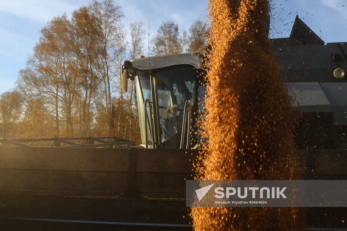 Russia Wheat Harvest