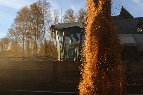 Russia Wheat Harvest