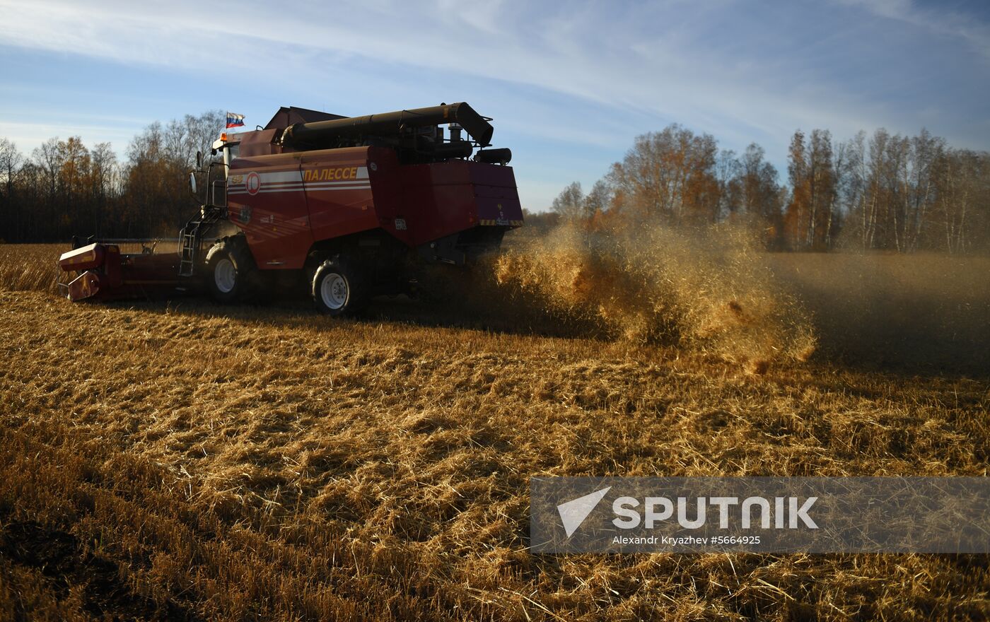 Russia Wheat Harvest