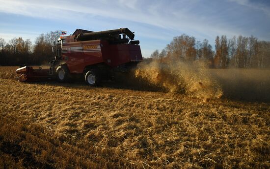 Russia Wheat Harvest