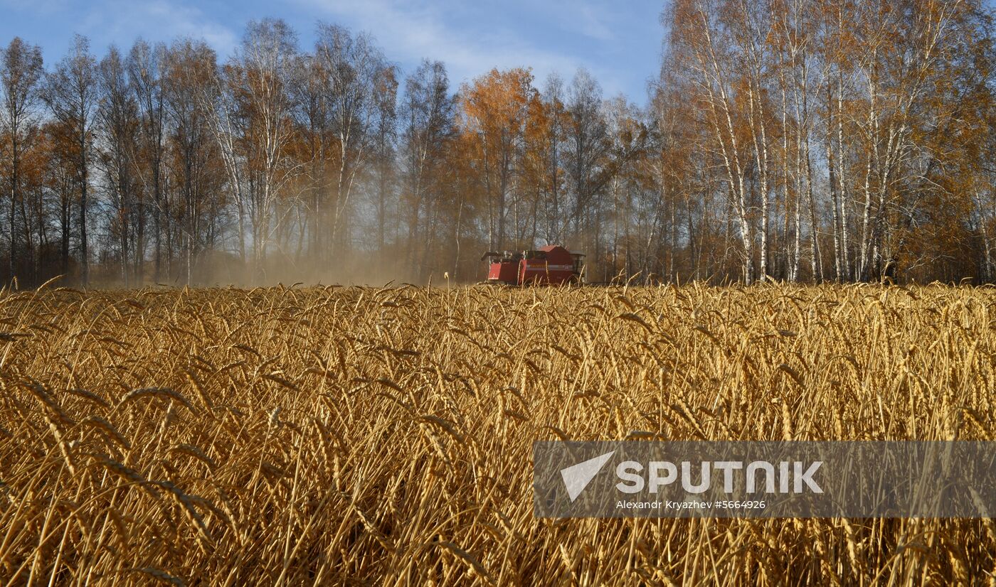Russia Wheat Harvest