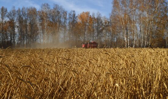 Russia Wheat Harvest
