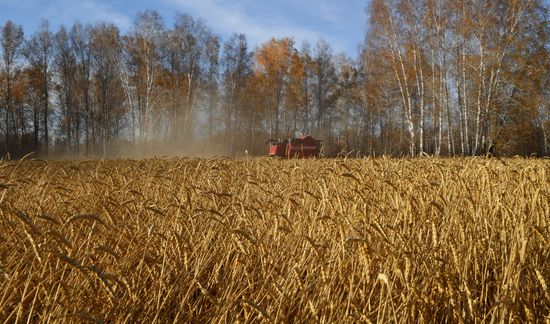 Russia Wheat Harvest