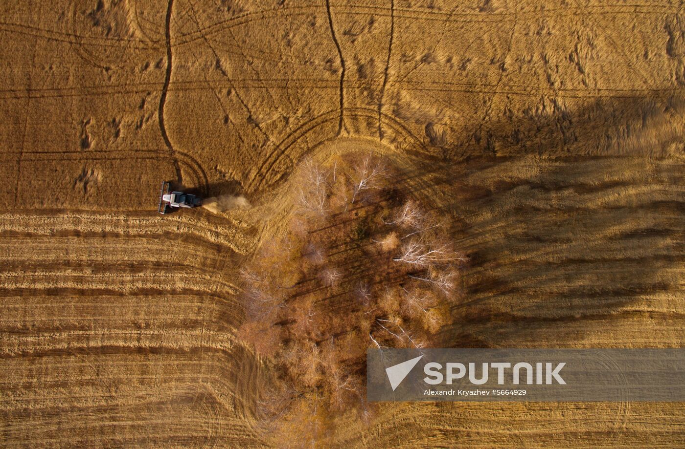 Russia Wheat Harvest