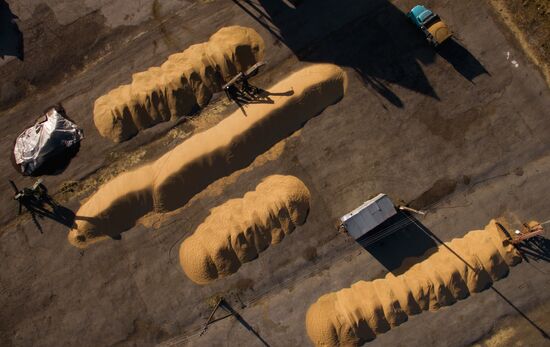 Russia Wheat Harvest