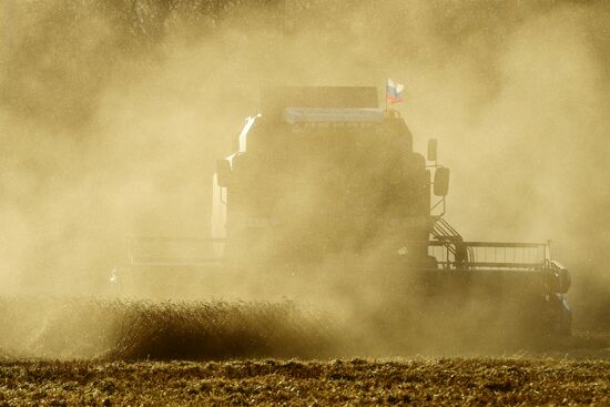 Russia Wheat Harvest