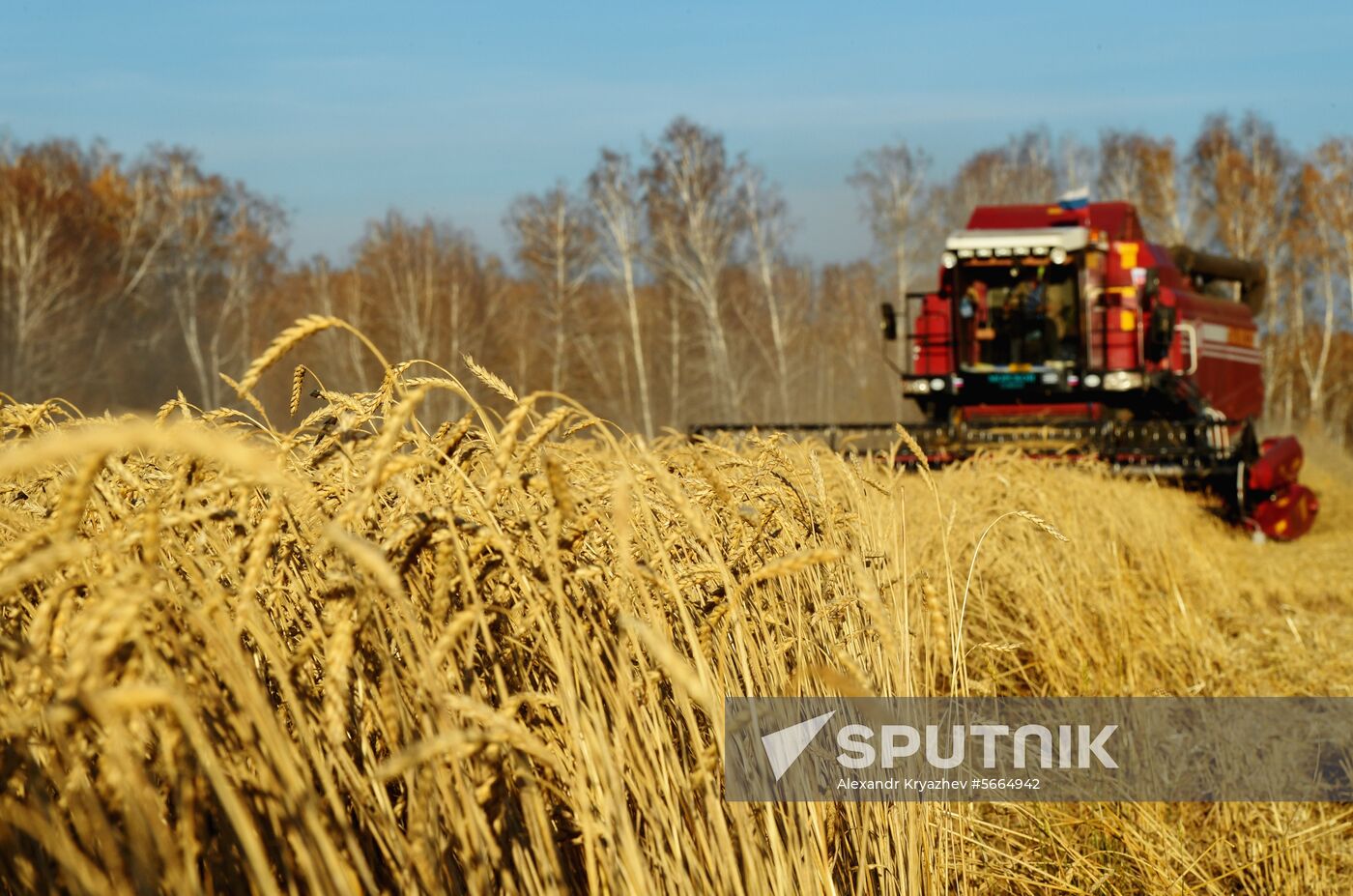 Russia Wheat Harvest