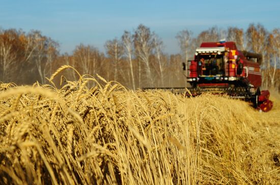 Russia Wheat Harvest
