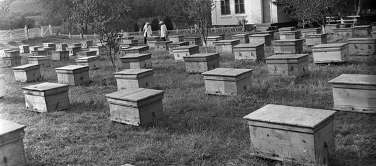 Bee-garden of Michurin Kolkhoz in Krasnodar Territory