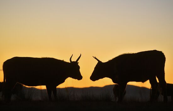 Mongolia Daily Life