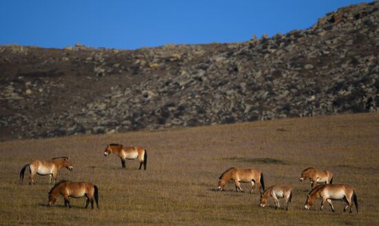 Mongolia Daily Life