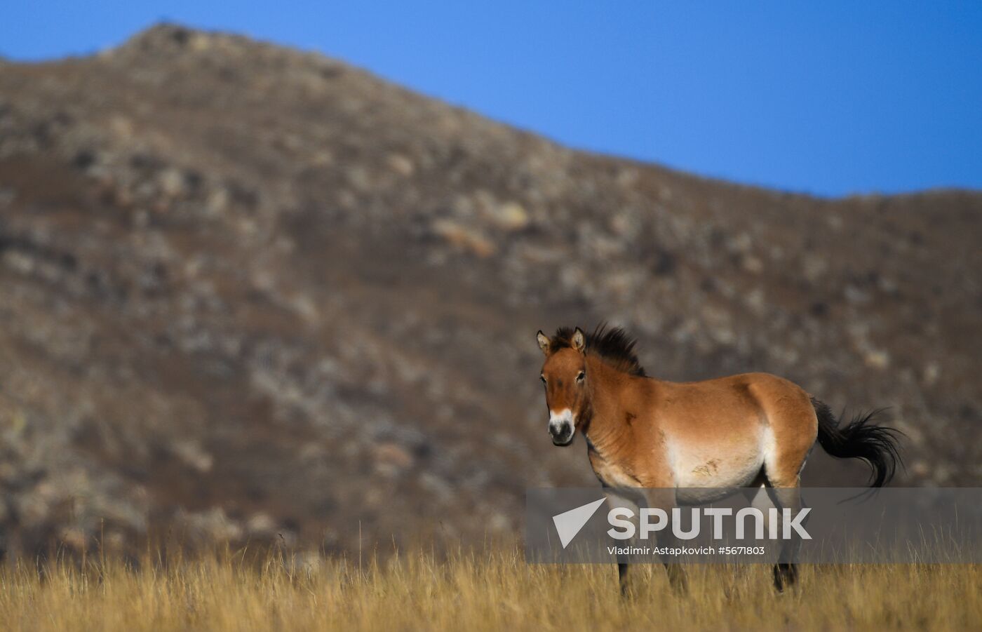 Mongolia Daily Life