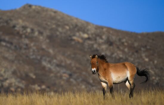 Mongolia Daily Life