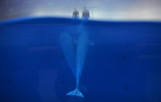 Russia Aquarium