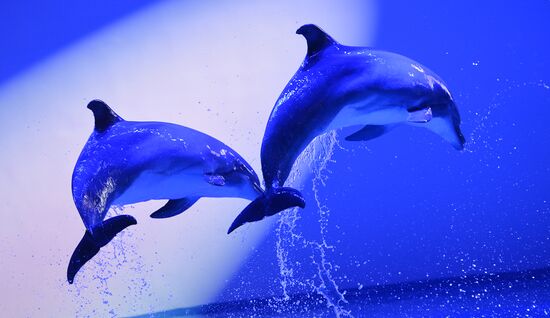 Russia Aquarium