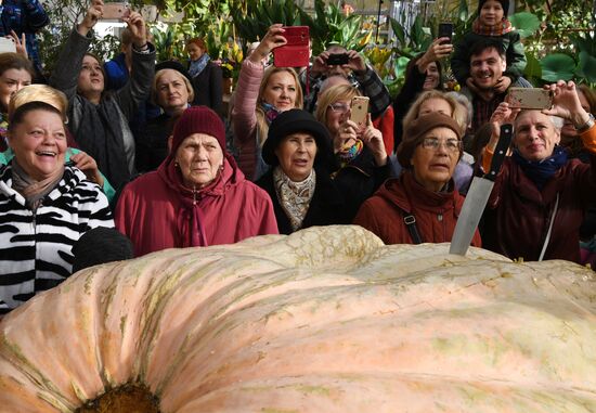 Russia Giant Pumpkin