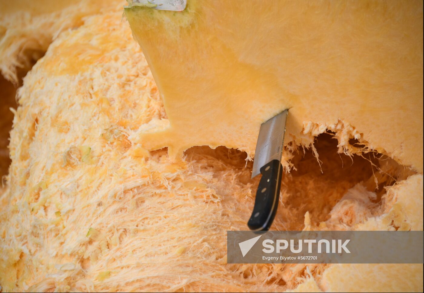 Russia Giant Pumpkin