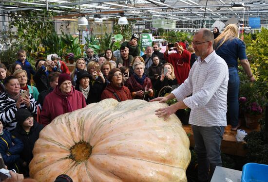 Russia Giant Pumpkin