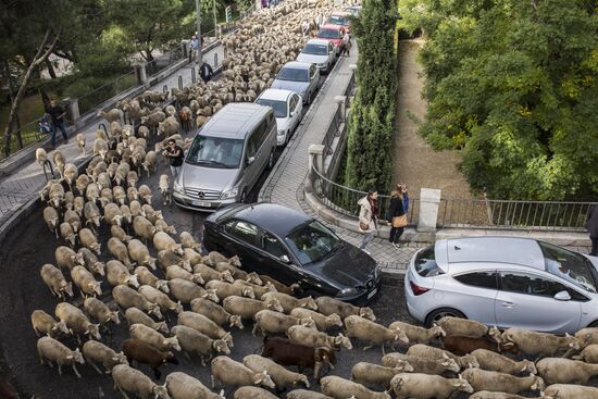 Spain Madrid Sheep Parade