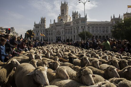 Spain Madrid Sheep Parade