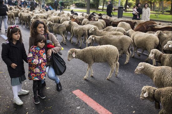 Spain Madrid Sheep Parade