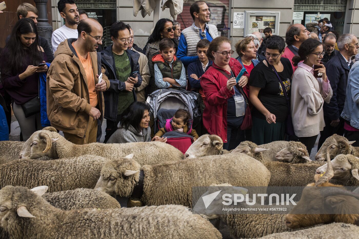 Spain Madrid Sheep Parade