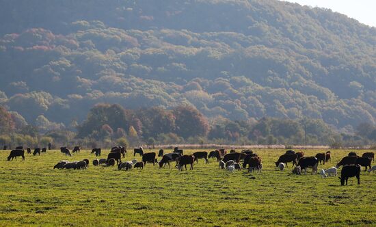 Russia Regions Adygea