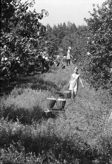 Agronom state farm in Lipetsk Region