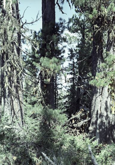 Altai Reserve