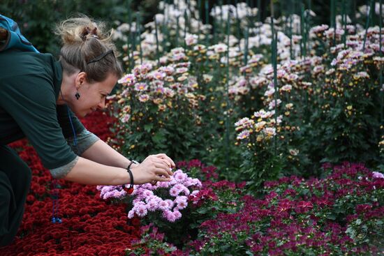 Russia Crimea Flowers