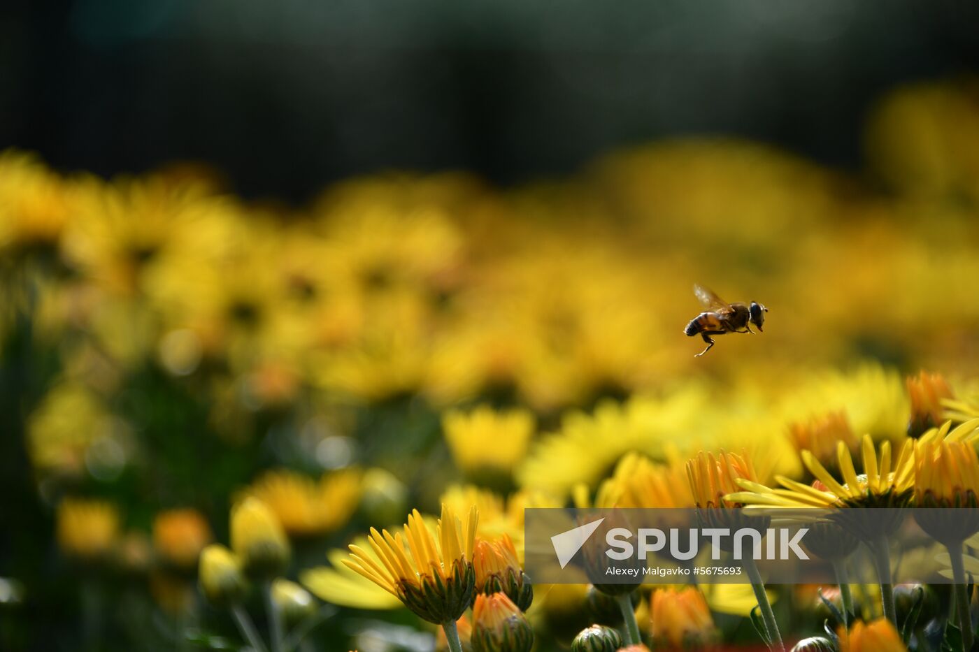 Russia Crimea Flowers