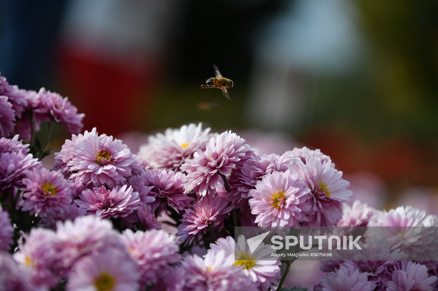 Russia Crimea Flowers