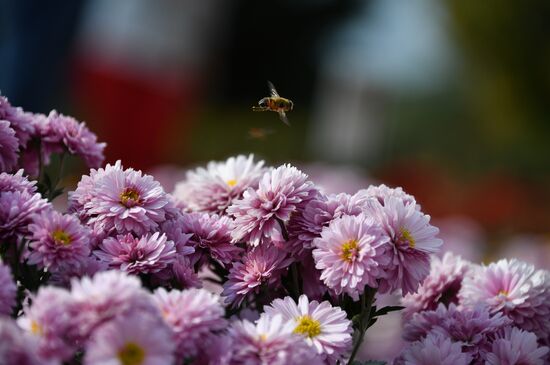 Russia Crimea Flowers