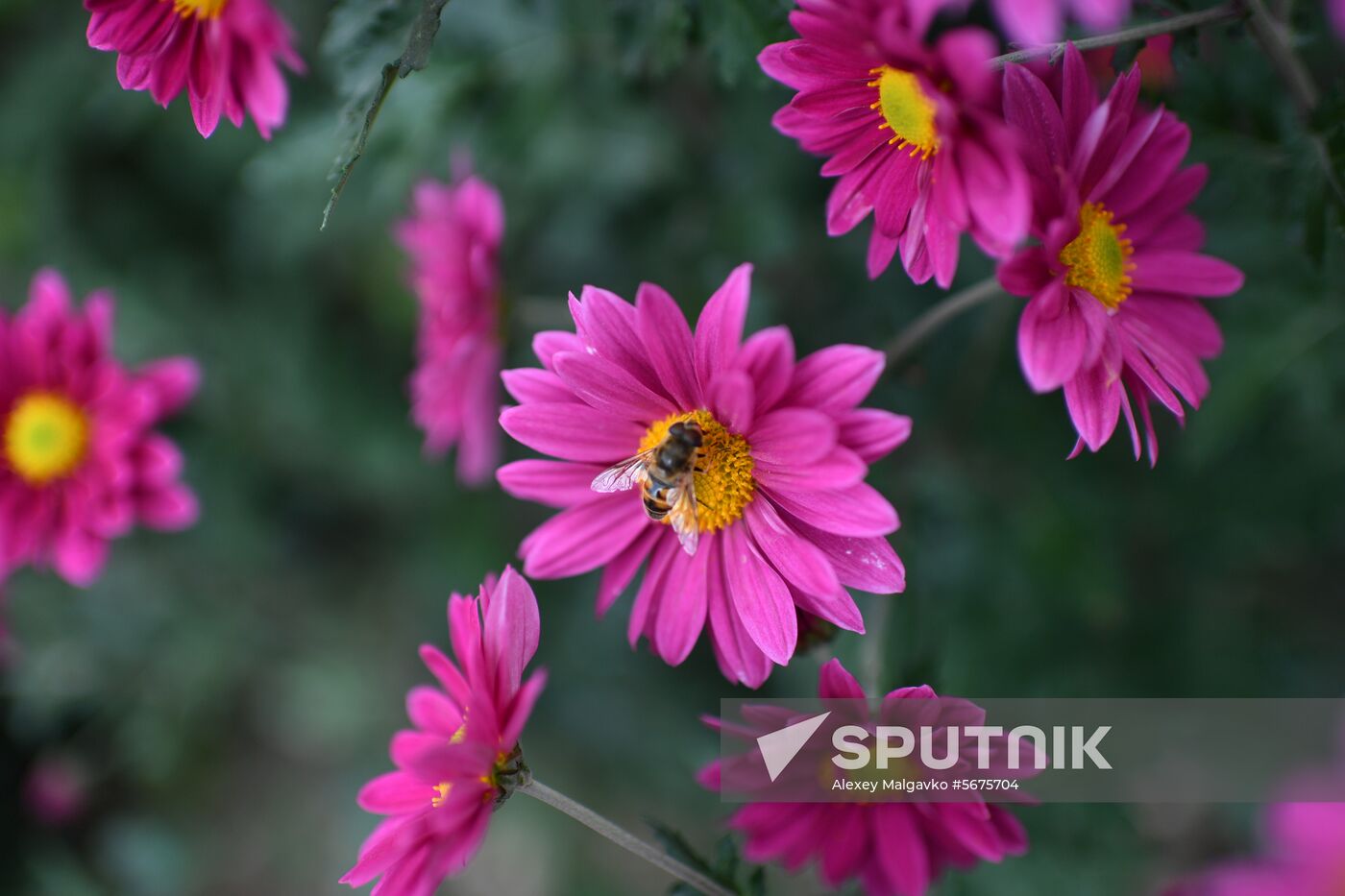 Russia Crimea Flowers