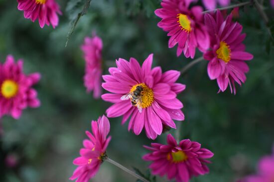 Russia Crimea Flowers