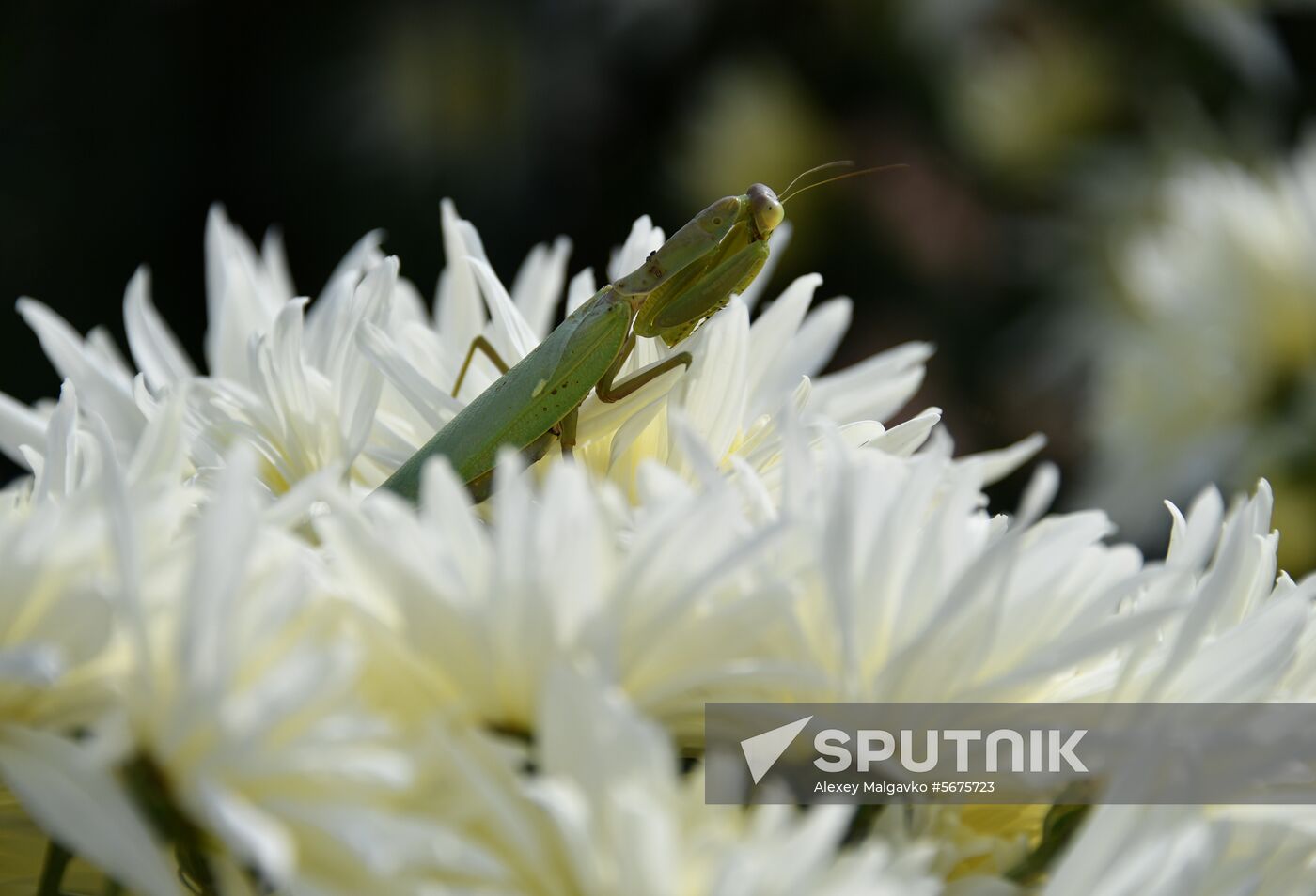 Russia Crimea Flowers