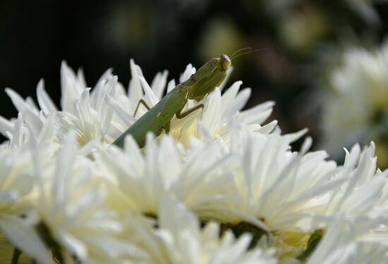 Russia Crimea Flowers