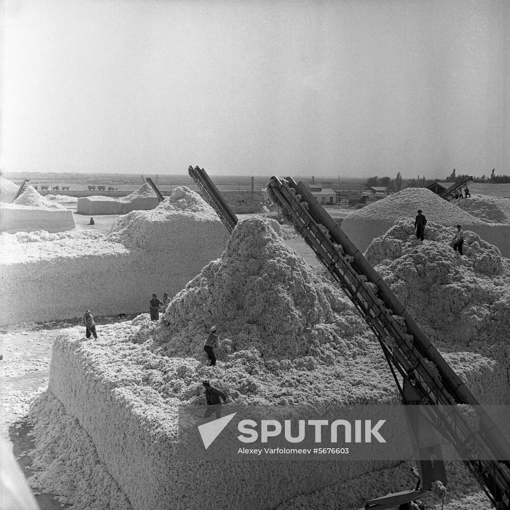 Cotton-storing yard in Uzbekistan