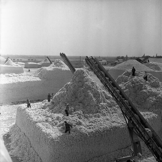 Cotton-storing yard in Uzbekistan